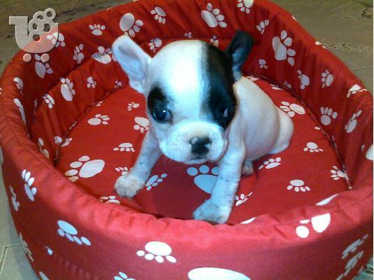 Γαλλικο μπουλντογκ – 400 euro